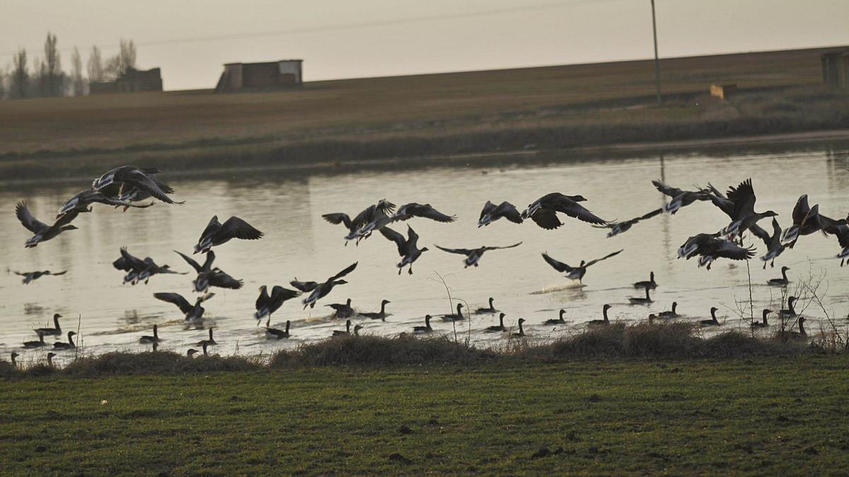 Un grupo de anátidas levanta el vuelo mientras otras están posadas en una de lagunas de la Reserva Natural de Villafáfila. | Emilio Fraile