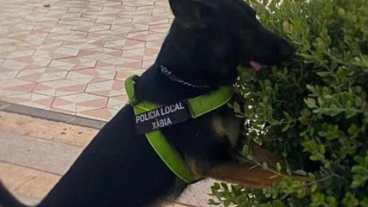 Kosmo busca drogas en una maceta del paseo del Arenal.