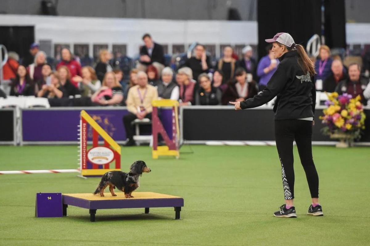 El Westminster Kennel Club, un dels shows de gossos de raça més importants del món