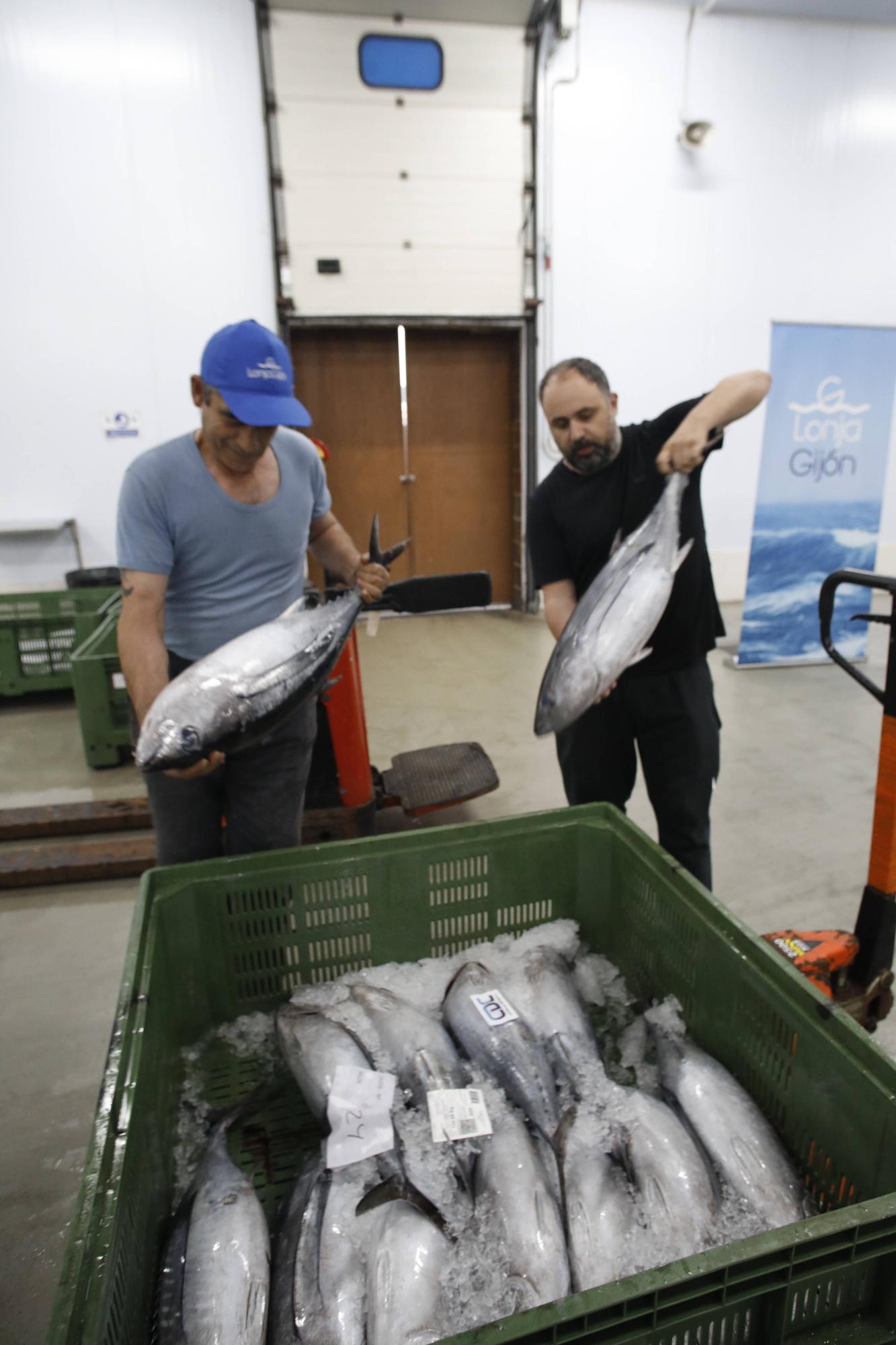 La primera descarga del bonito en la lonja de Gijón, en imágenes