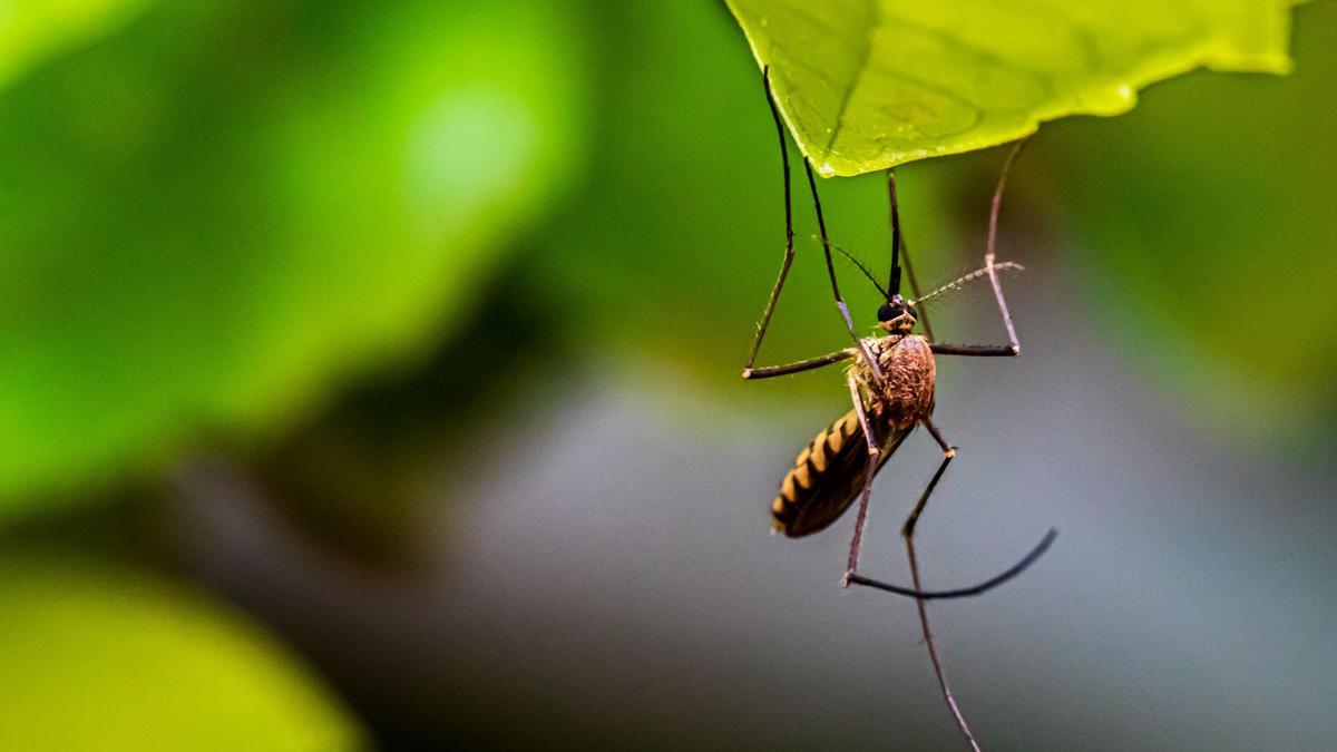 La planta que recomiendan tener en casa para deshacerte de los mosquitos