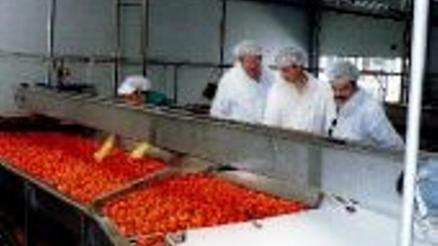 La UE no penalizará el cultivo del tomate en esta cosecha