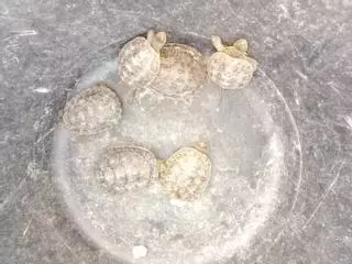 El Projecte Emys d’Agró localitza més de trenta tortugues autòctones al riu Vinalopó