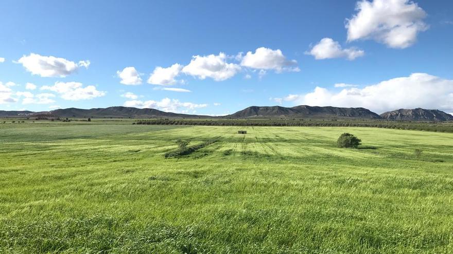 Un paisaje de Villena que se asemeja a una pradera del norte peninsular.