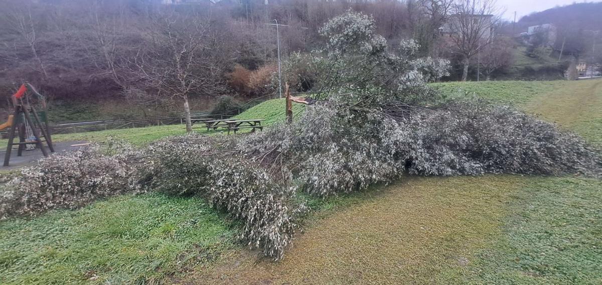 Un árbol se viene abajo en el área recreativa de El carbayón | D. M.