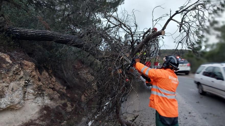 Los bomberos retiran un árbol caído por la lluvia que bloqueaba la carretera de Santa Eulària