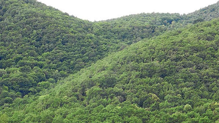 La Vall de Bianya, al centre de la Biennal de Venècia amb RCR