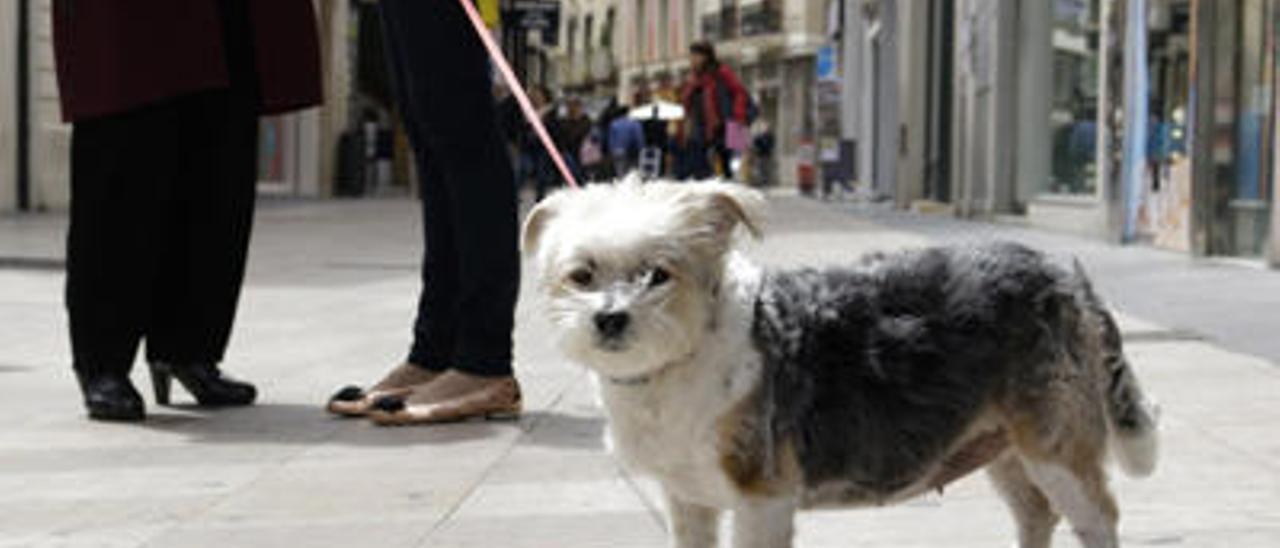Gandia someterá a referéndum si aplica una tasa a los dueños de perros