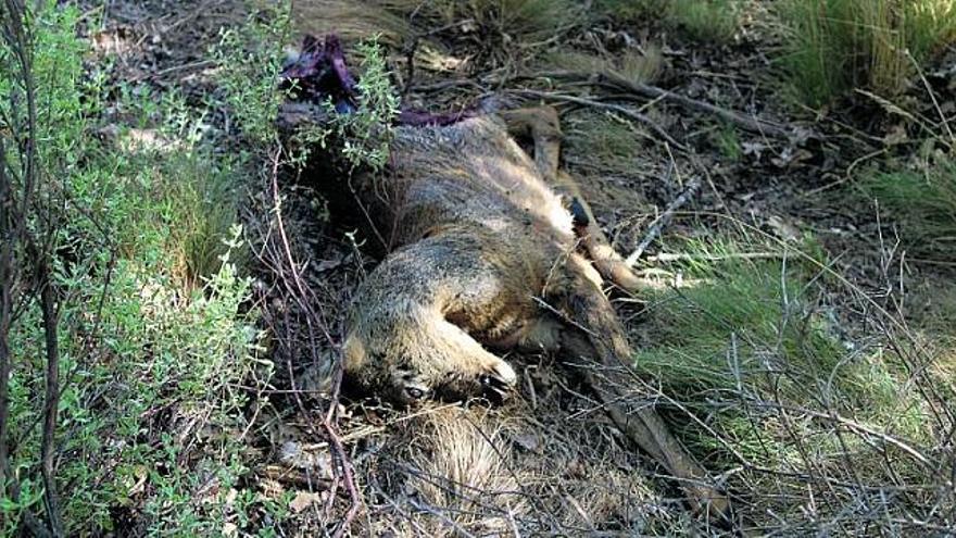 Un corzo hallado muerto en Anta de Rioconejos, aprovechado en parte por los perros de la ganadería.