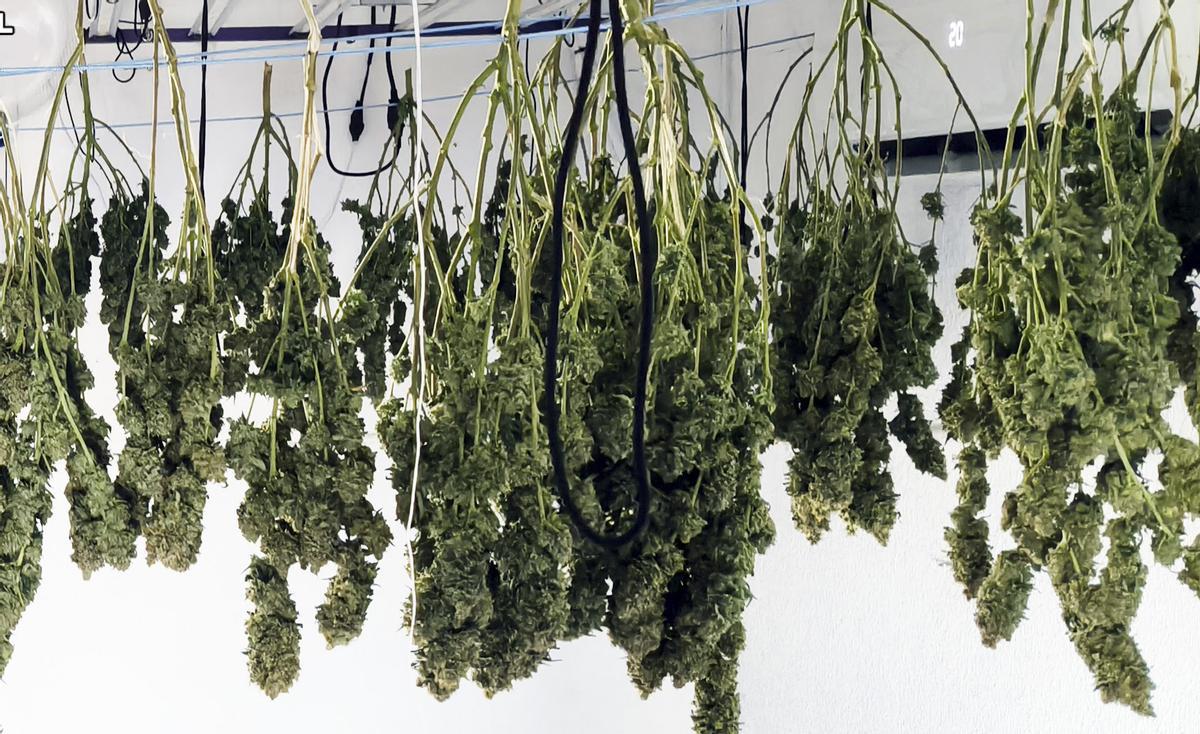 En el conjunto de los registros, la Guardia Civil intervino 10 kilogramos de cogollos de marihuana listos para su distribución