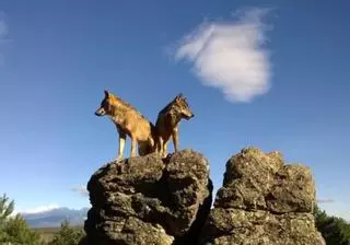 Encuentran por primera vez presencia de Leishmania en los lobos de la Culebra