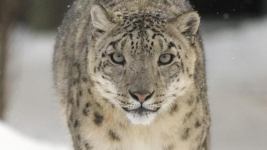 Muere un leopardo de las nieves por coronavirus en zoológico de EEUU