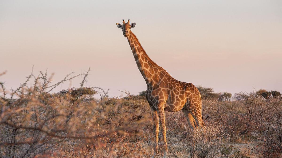 Los animales menos sociales son los más innovadores.