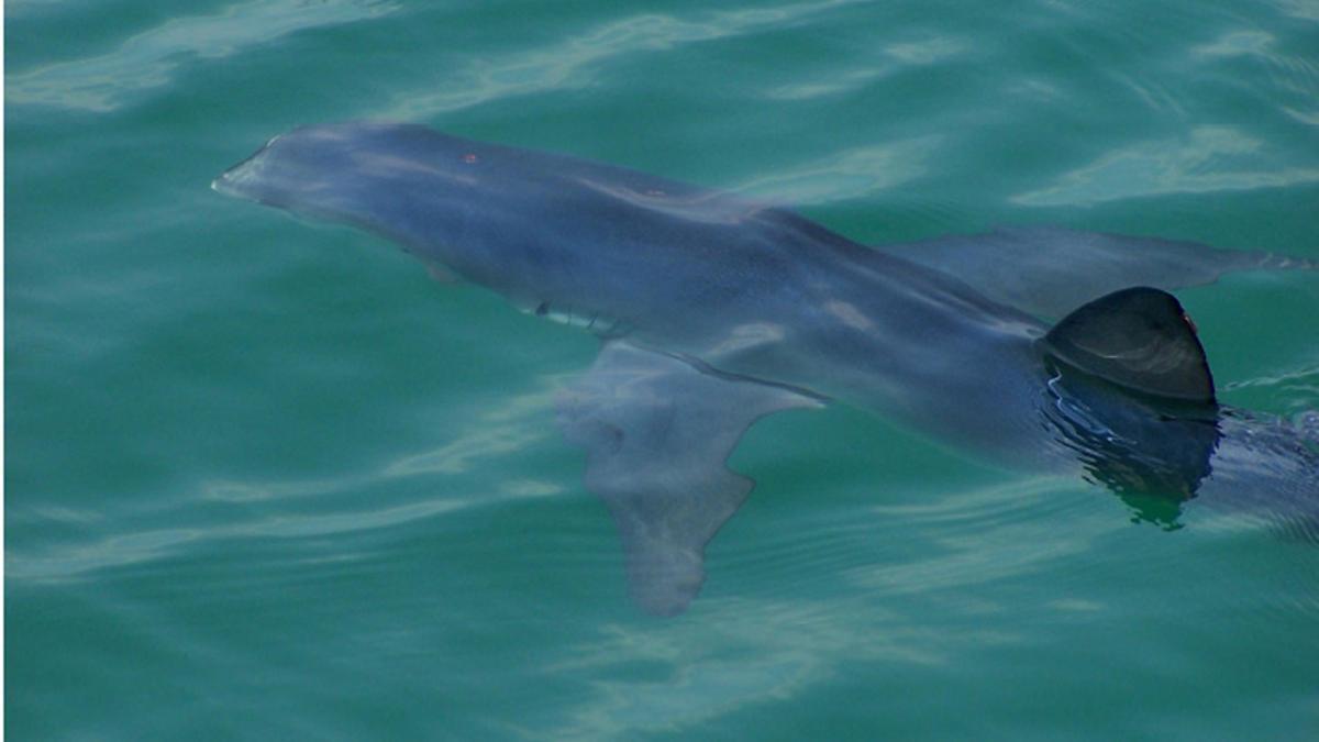 Imagen de archivo de un tiburón tintorera en el interior del puerto de Cambrils, en junio del 2007.
