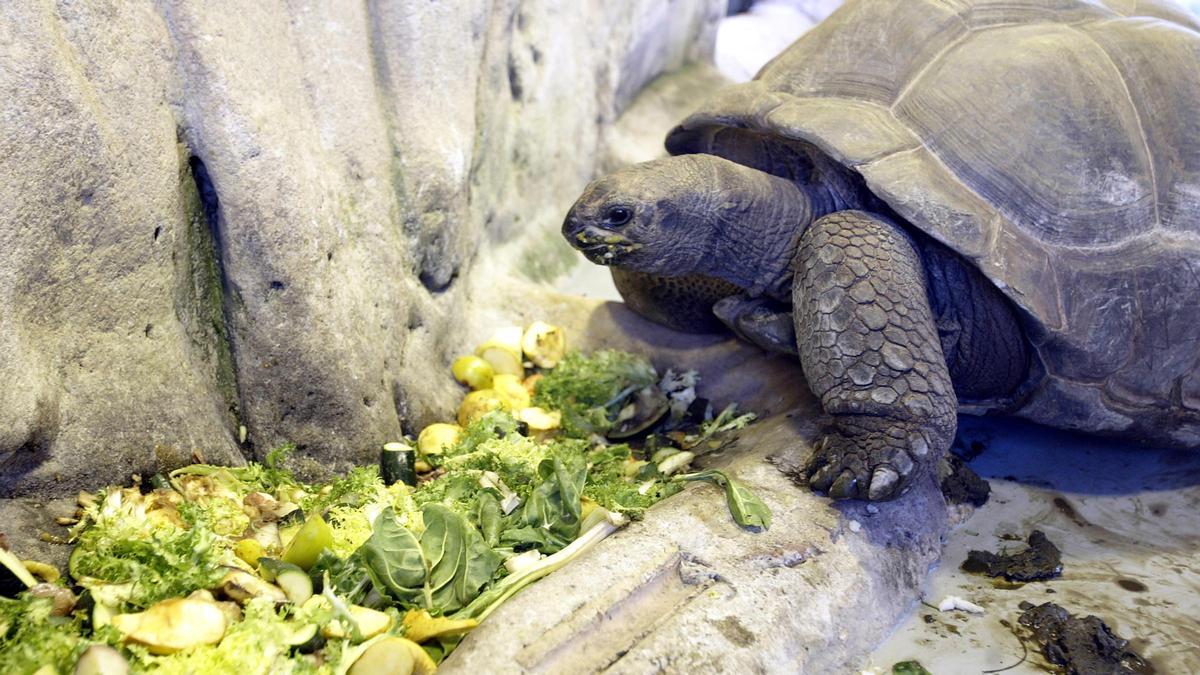 Una tortuga aldabra