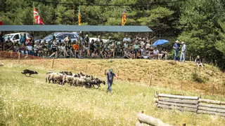 El 18è Concurs de Gossos d’Atura d’Odèn a vista d'ocell
