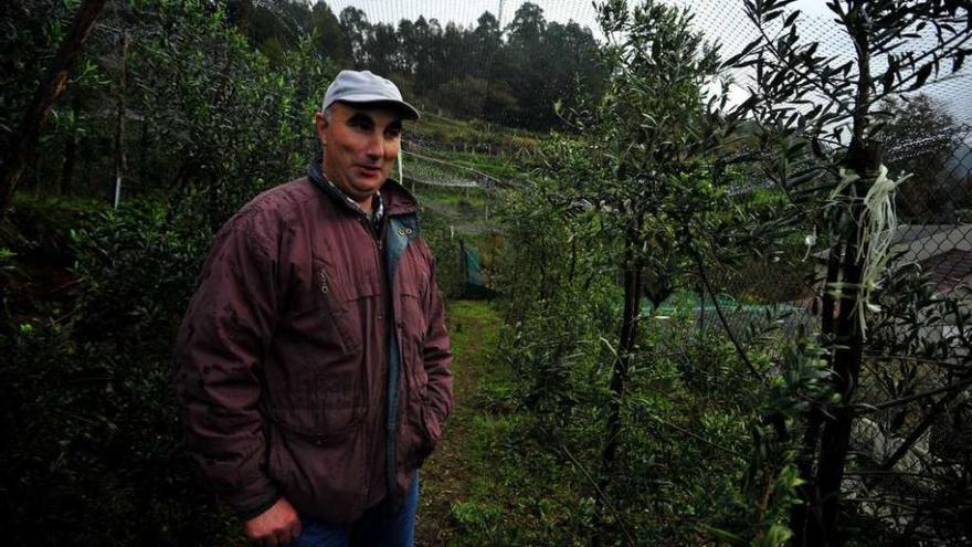 Valentín Fernández Novas es otro de los meañeses que ha apostado por plantar olivos. // Iñaki Abella