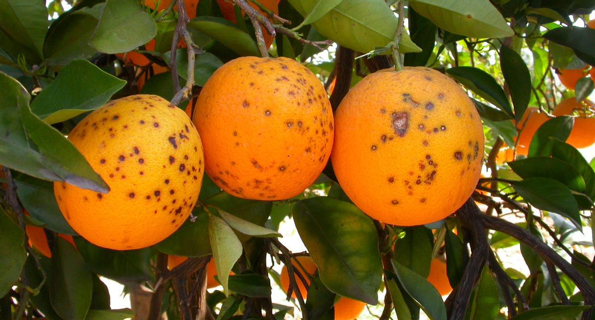 Naranjas afectadas por mancha negra.