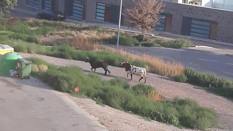 Una vaca y un manso siembran el caos en Almenara