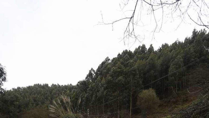 Carretera de Salinas a Coto Carcedo; a la derecha, la vía de Feve.