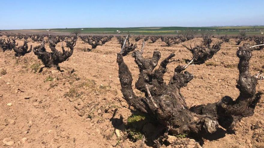 El viñedo de la DO Toro revive con el “desborre”