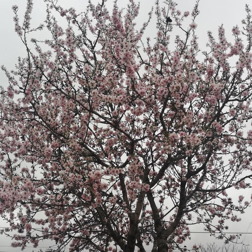 Los almendros en flor ya alegran los paisajes valencianos