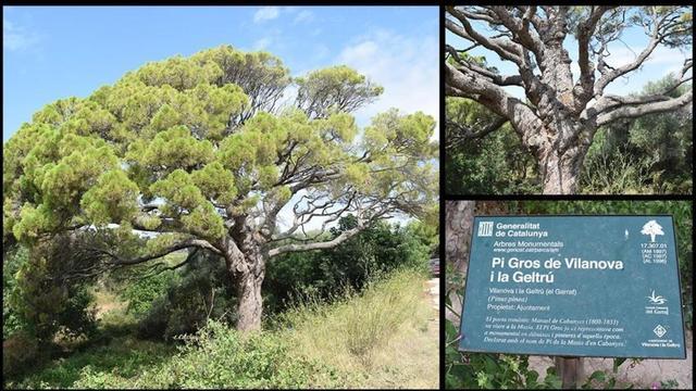 arbol pino pi gros de vilanova geltru