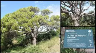 El pino de la Masia d'en Cabanyes, en Vilanova i la Geltrú