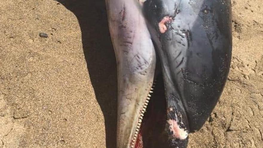 Aparece el cadáver de un delfín en la playa de Bocabarranco