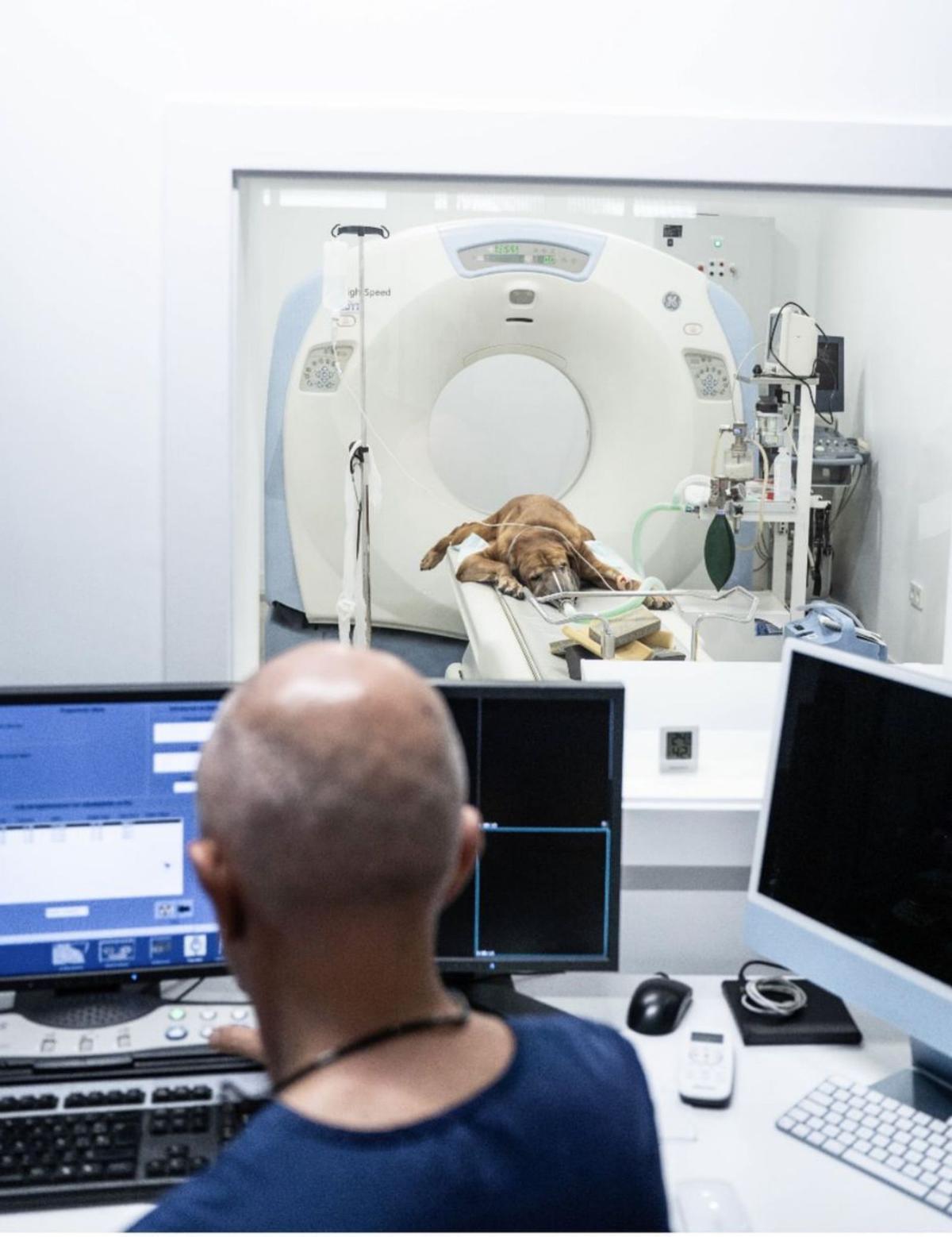 El nuevo TAC para animales ha sido incorporado recientemente en la clínica.
