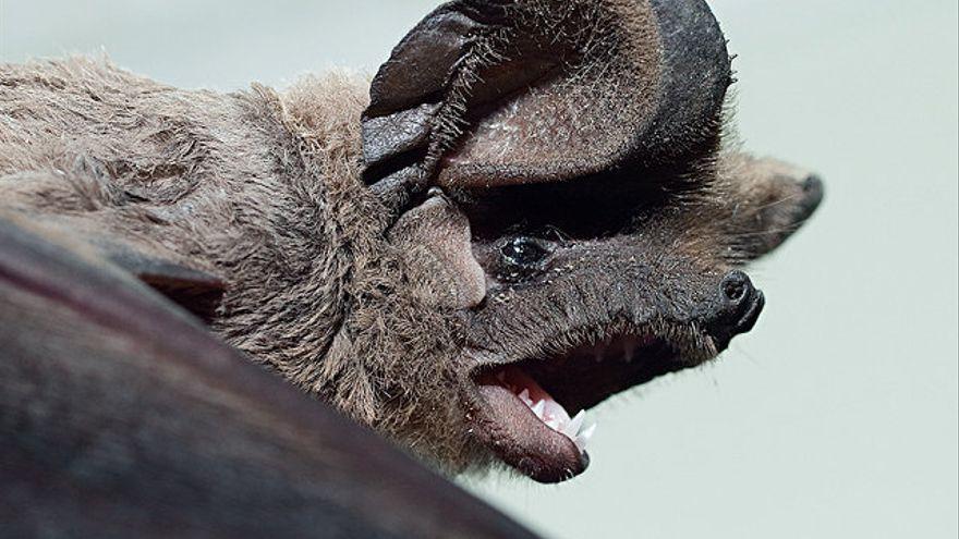 Un ejemplar de murciélago rabudo que en La Palma ha abandonado su hábitat natural, el pinar.