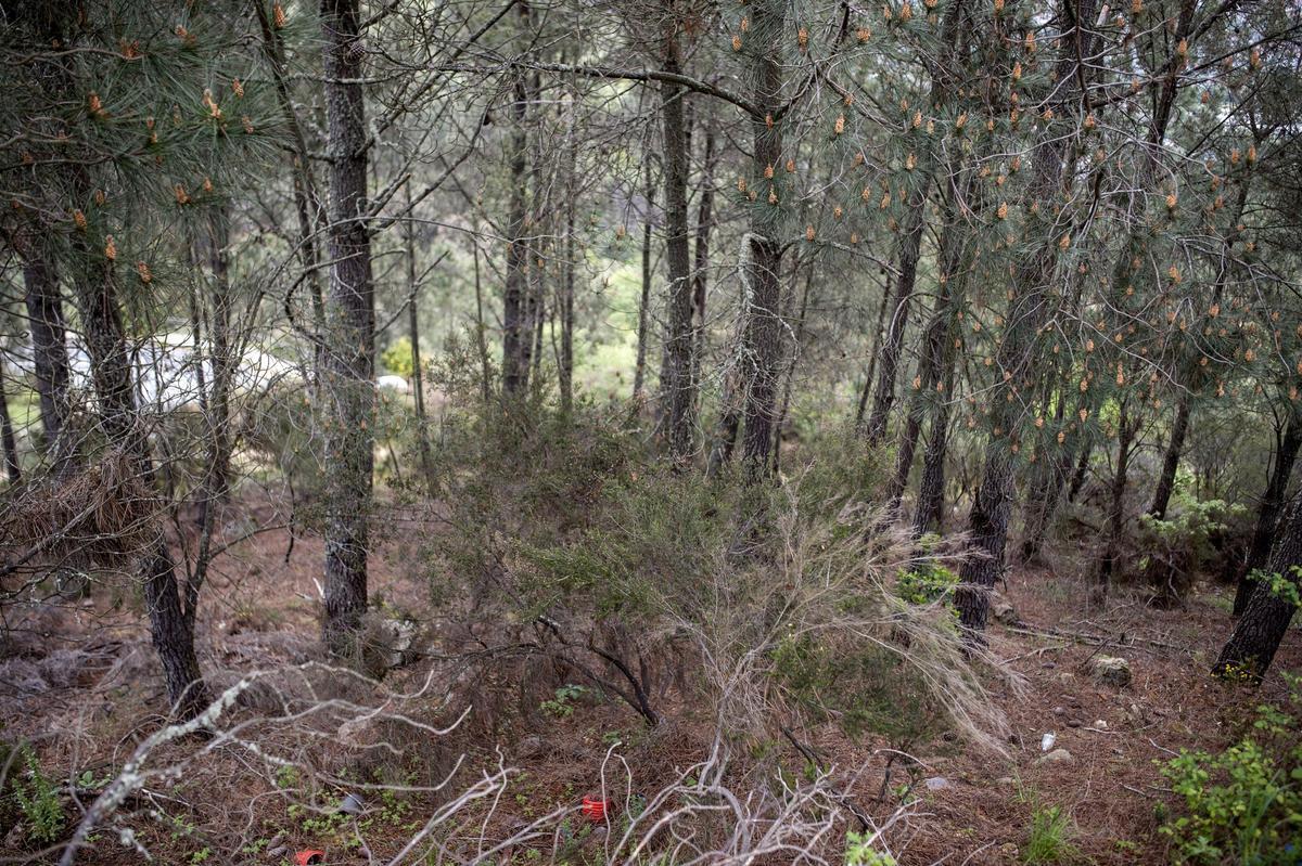 El cuerpo de la víctima fue localizado en este paraje forestal de la zona alta del monte Seminario.