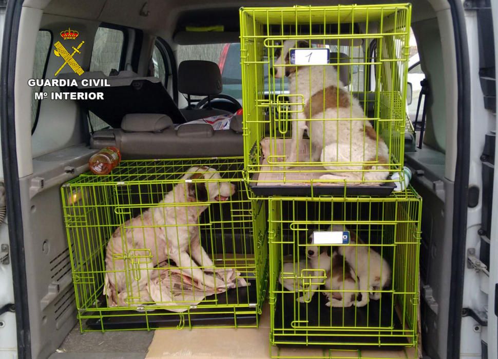 Investigan a una mujer que tenía 15 perros desnutridos en Abanilla