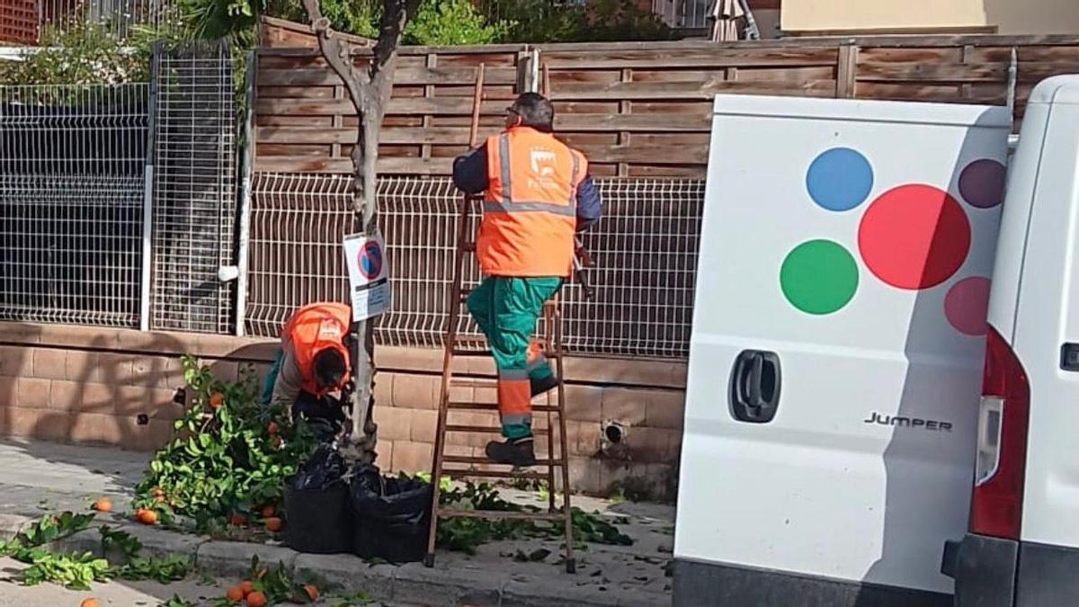 Campaña anual de recogida de frutos del arbolado ornamental en Paterna.