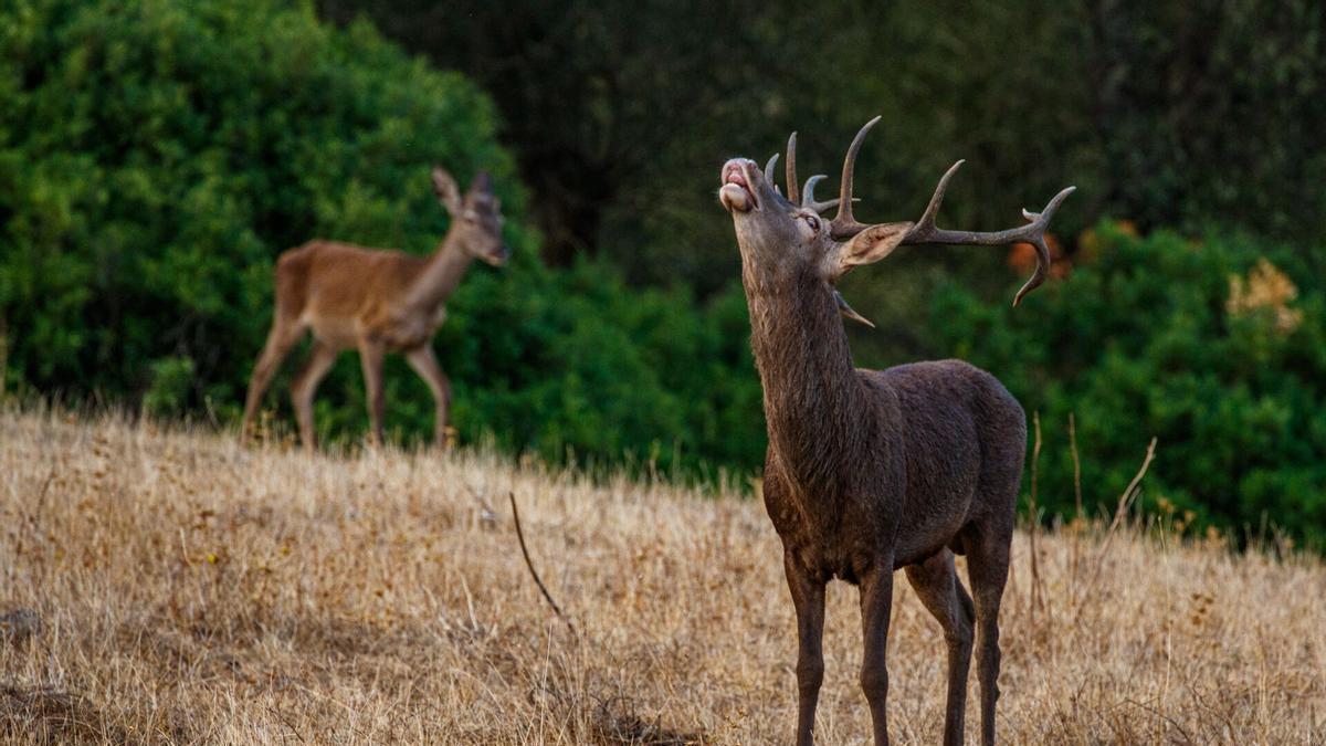Dos ciervos ‘pillados’ durante la berrea.