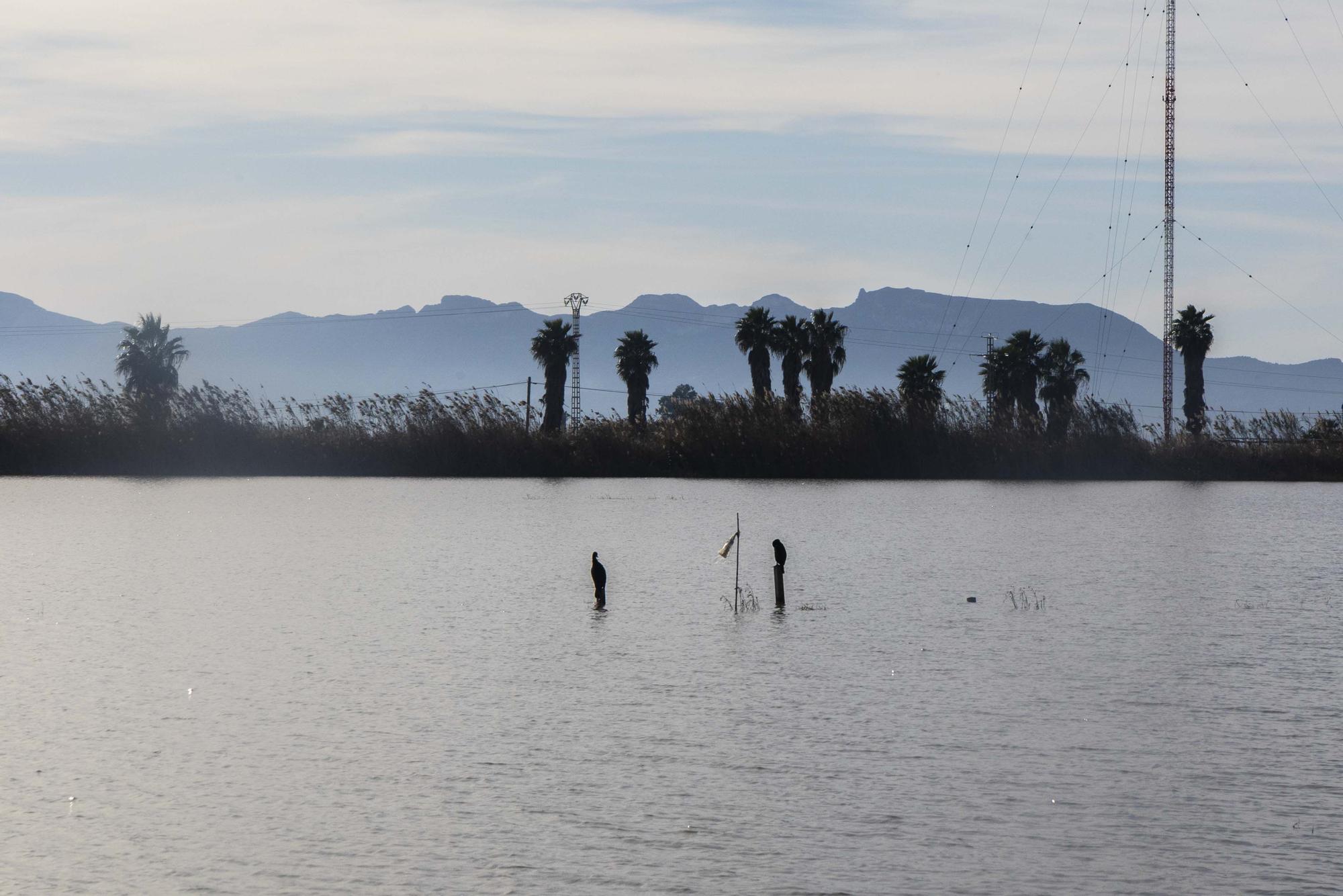 L'Albufera y su biodiversidad disfrutan de una caudal histórico