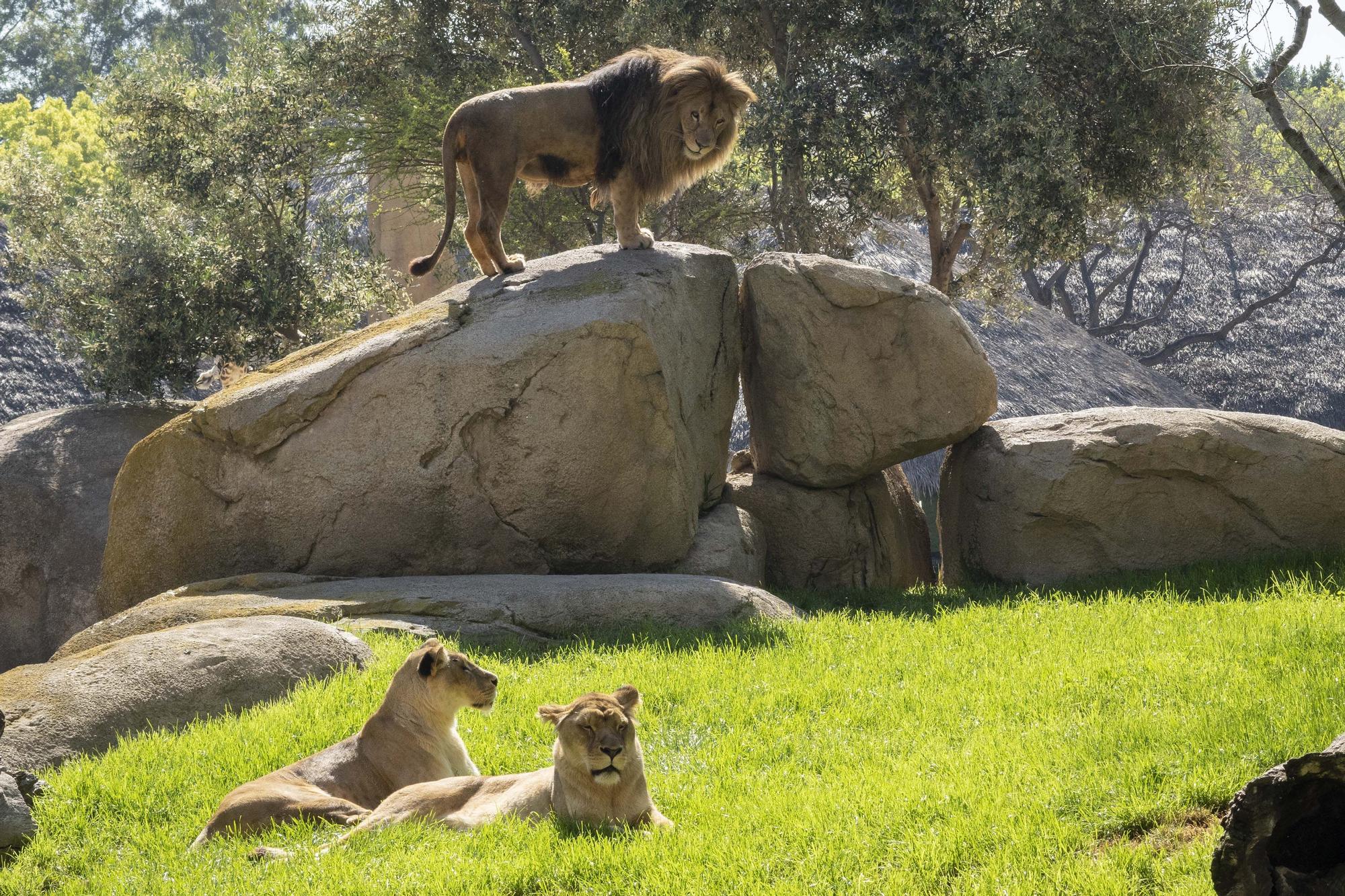 Los leones son los reyes de la sabana africana del parque Bioparc.