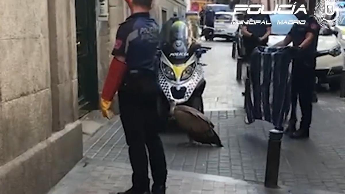 Rescatan a un buitre leonado en una calle de Madrid