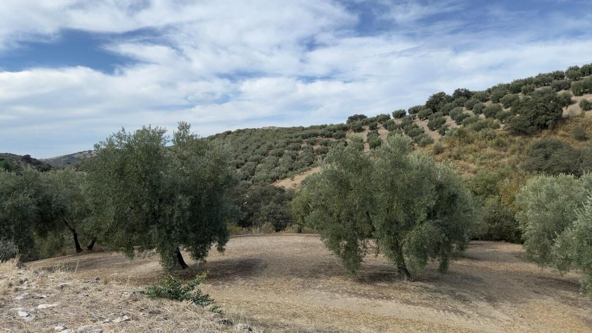 Un olivar de la provincia de Córdoba.