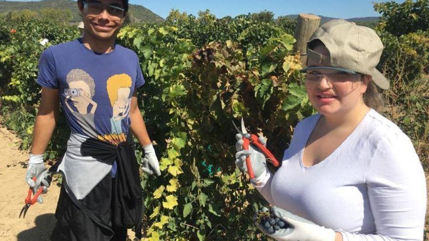 Alumnos de ATADES participan en ENATE con la vendimia del Vino de la Amistad 2019