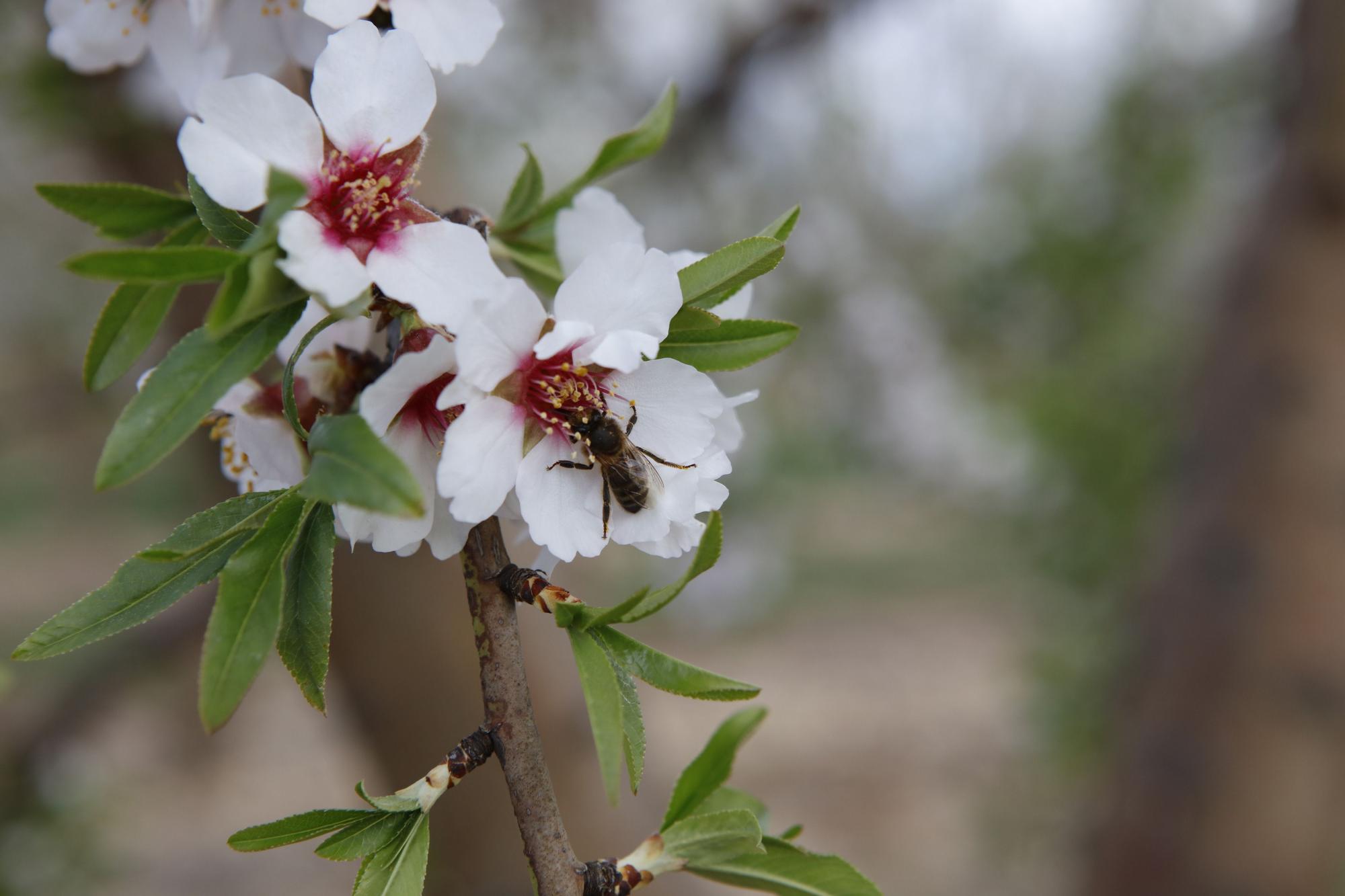 Die neue Mandelblüte und die alten Bienen