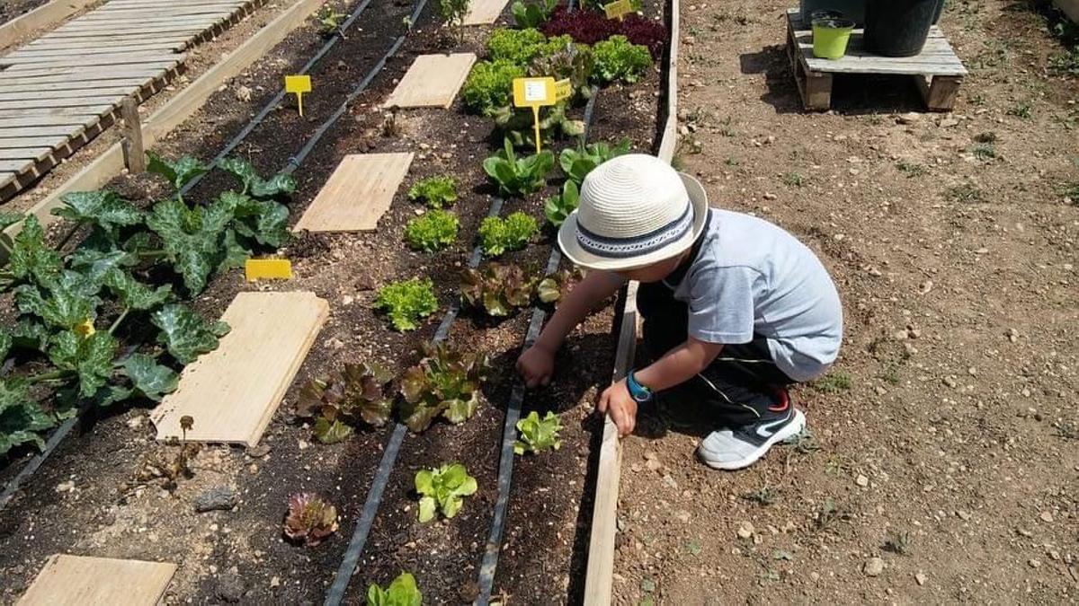 El compromiso con el medio ambiente y la sostenibilidad se refleja en el huerto ecológico.