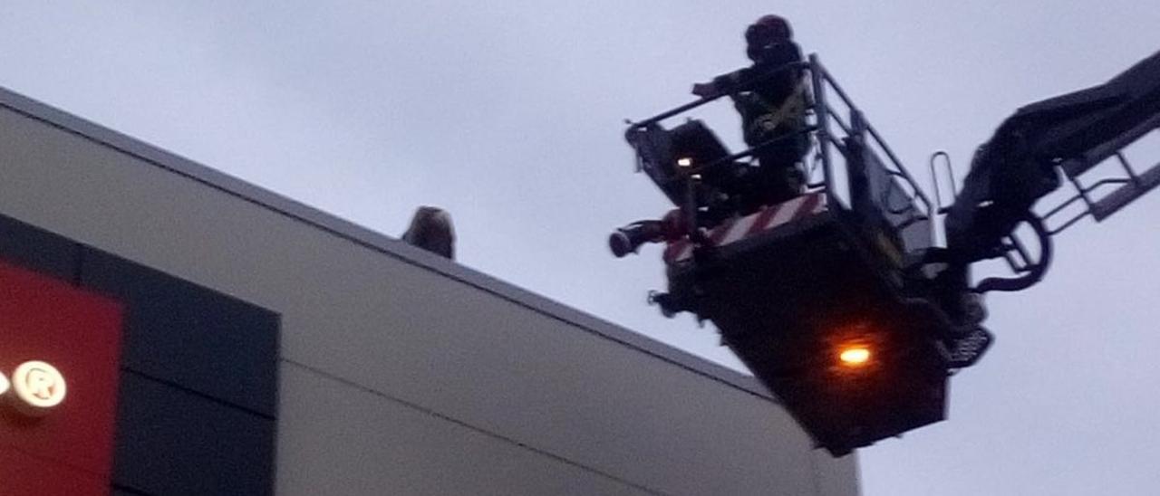 Los bomberos en el momento del rescate del buitre posado en la cubierta de un establecimiento comercial de Vinaròs.