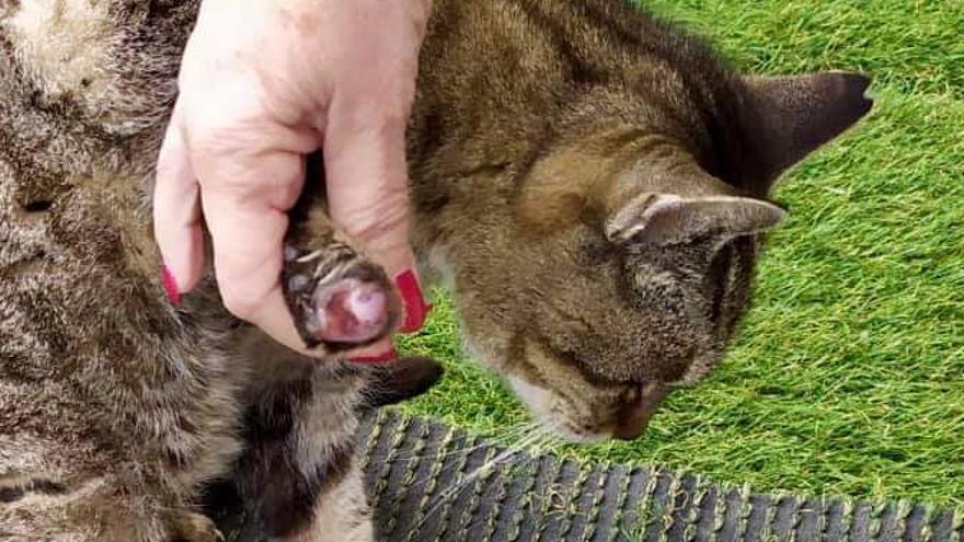 Imagen del gato herido en Sant Joan tras caer en una trampa ilegal