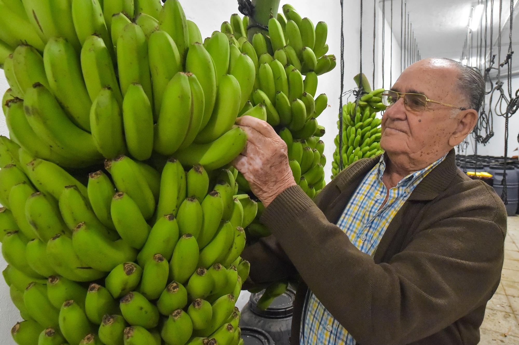 José Medina Rodríguez, en su finca de El Ejido