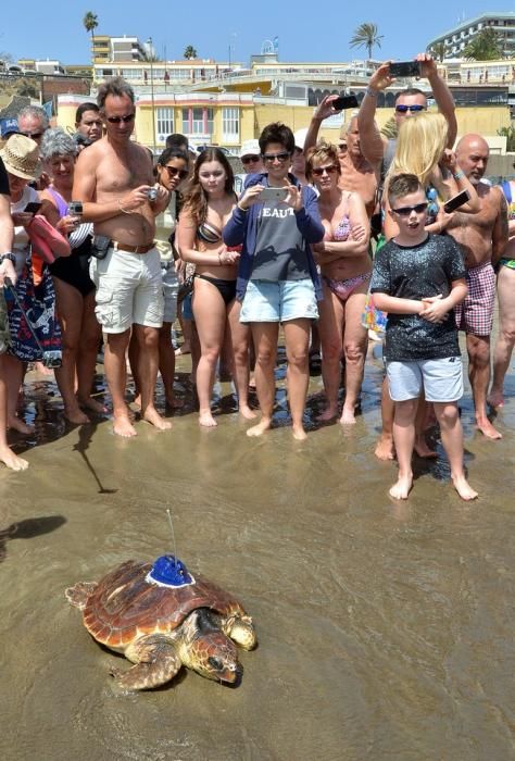 18/03/2016 PLAYA DEL INGLES, SAN BARTOLOME DE TIRAJANA. Suelta de tortugas bobas en Playa del Ingles. Foto: SANTI BLANCO