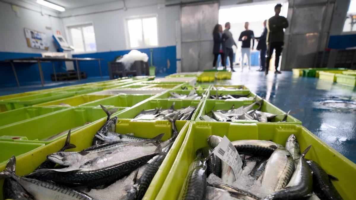 Así funciona la centenaria lonja de Luarca, la única de Asturias que subasta pescado todos los días de lunes a viernes: "Es algo muy nuestro y singular"