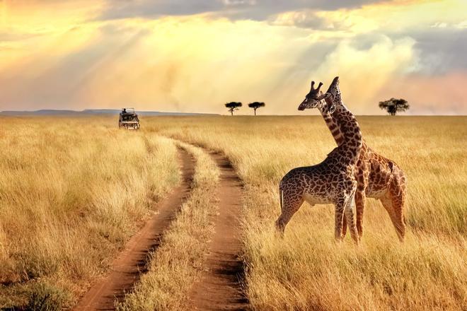 Africa, jirafas, safari