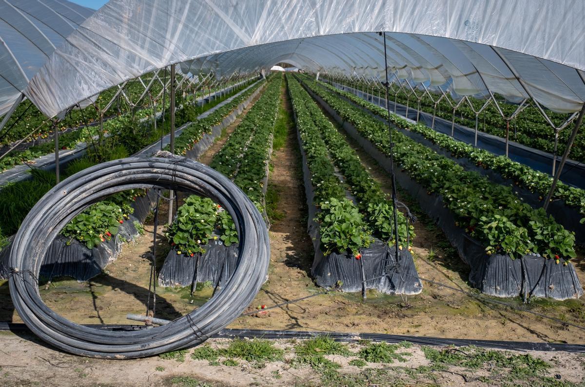 Cultivo de fresas ubicado en la zona de regadío al norte de la Corona Forestal de Doñana. Cultivo de fresas ubicado en la zona de regadío al norte de la Corona Forestal de Doñana.
