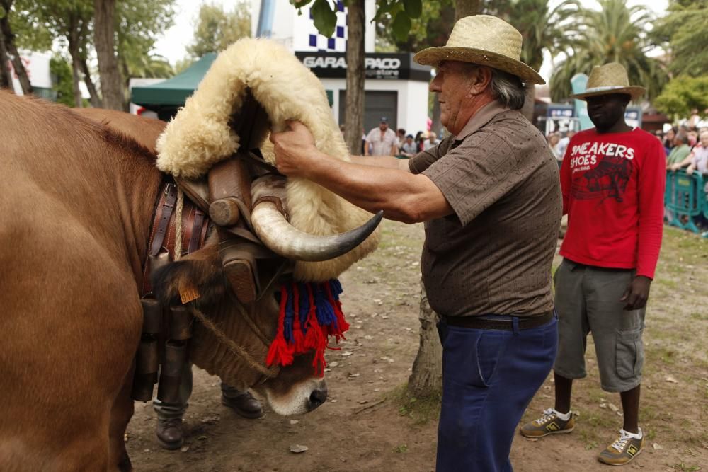 Arrastre de bueyes y cata a ciegas en Agropec